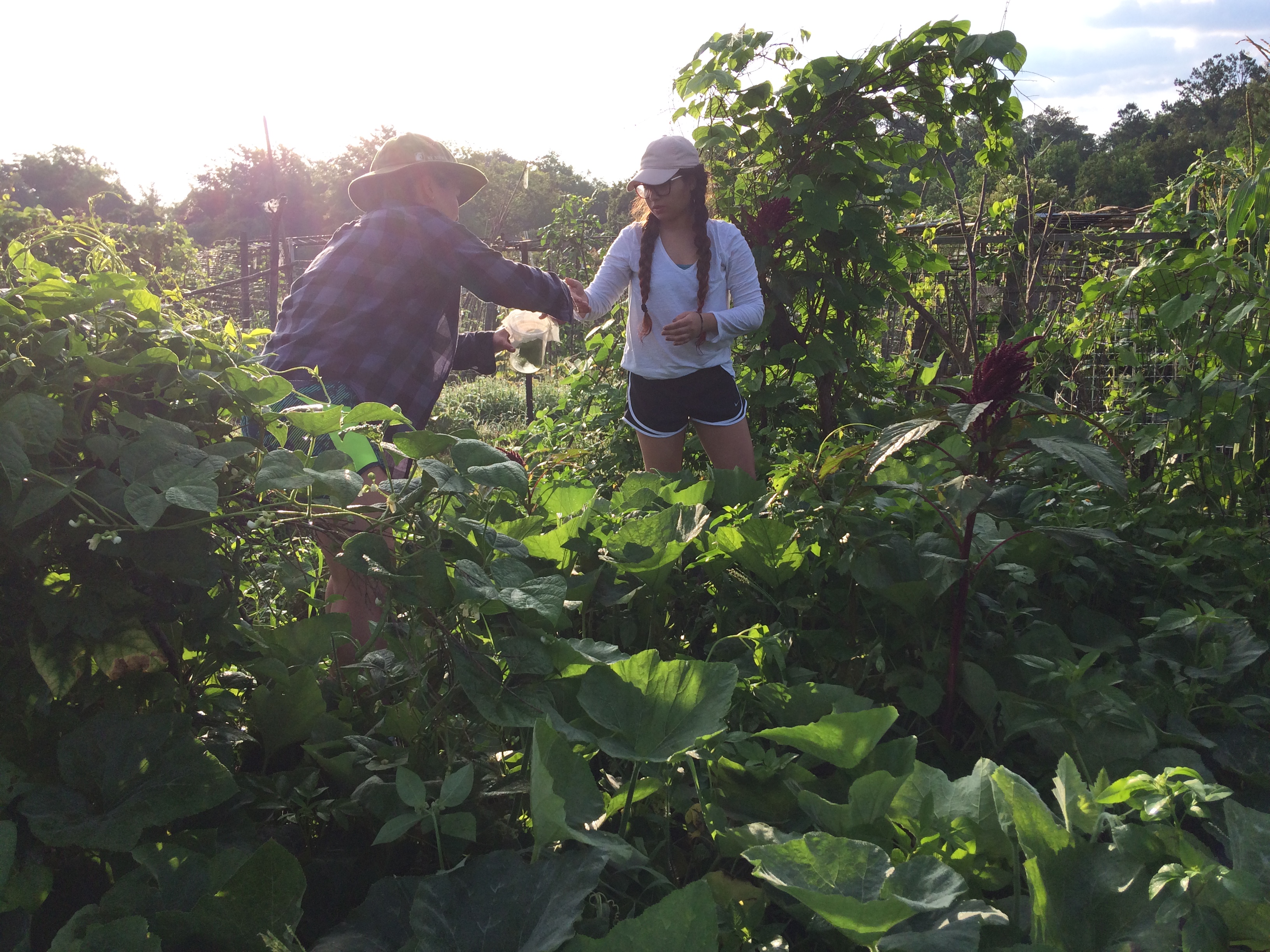 Alina and Syd collecting squash bugs in Florida